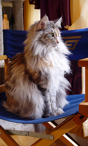 Maine Coon Ruby Bella Rose