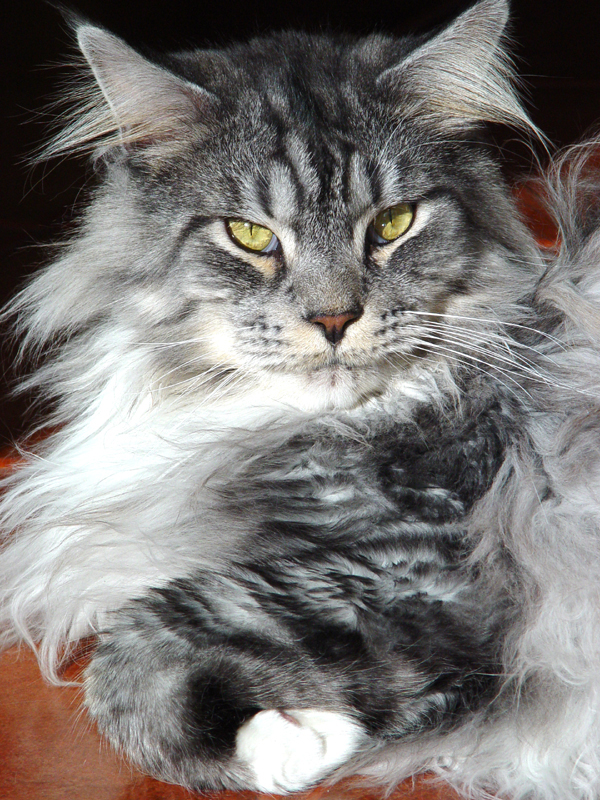 Maine Coon Scooter. A Regional Winner and Supreme Grand Champion.