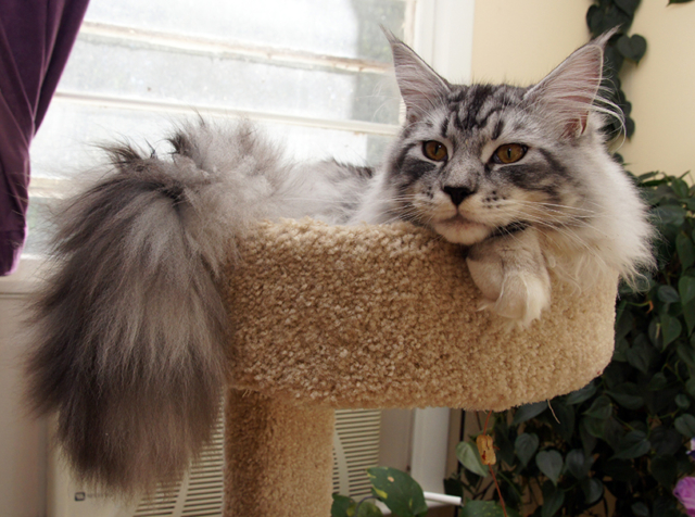 Maine Coon Spencer Pearl